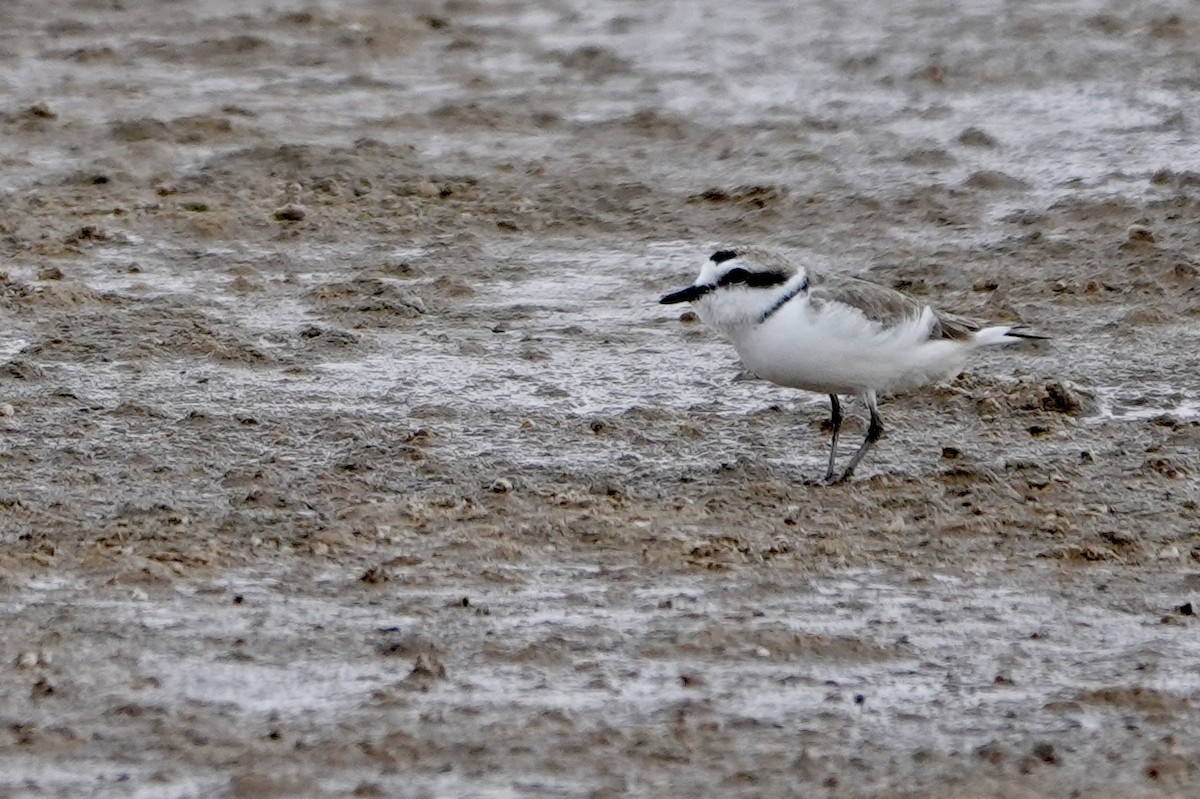 Snowy Plover - Becky Knight