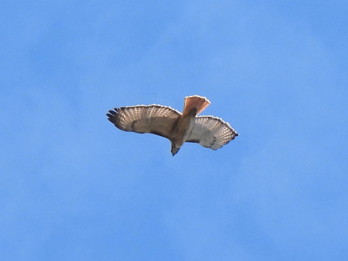 Red-tailed Hawk - ML542883771