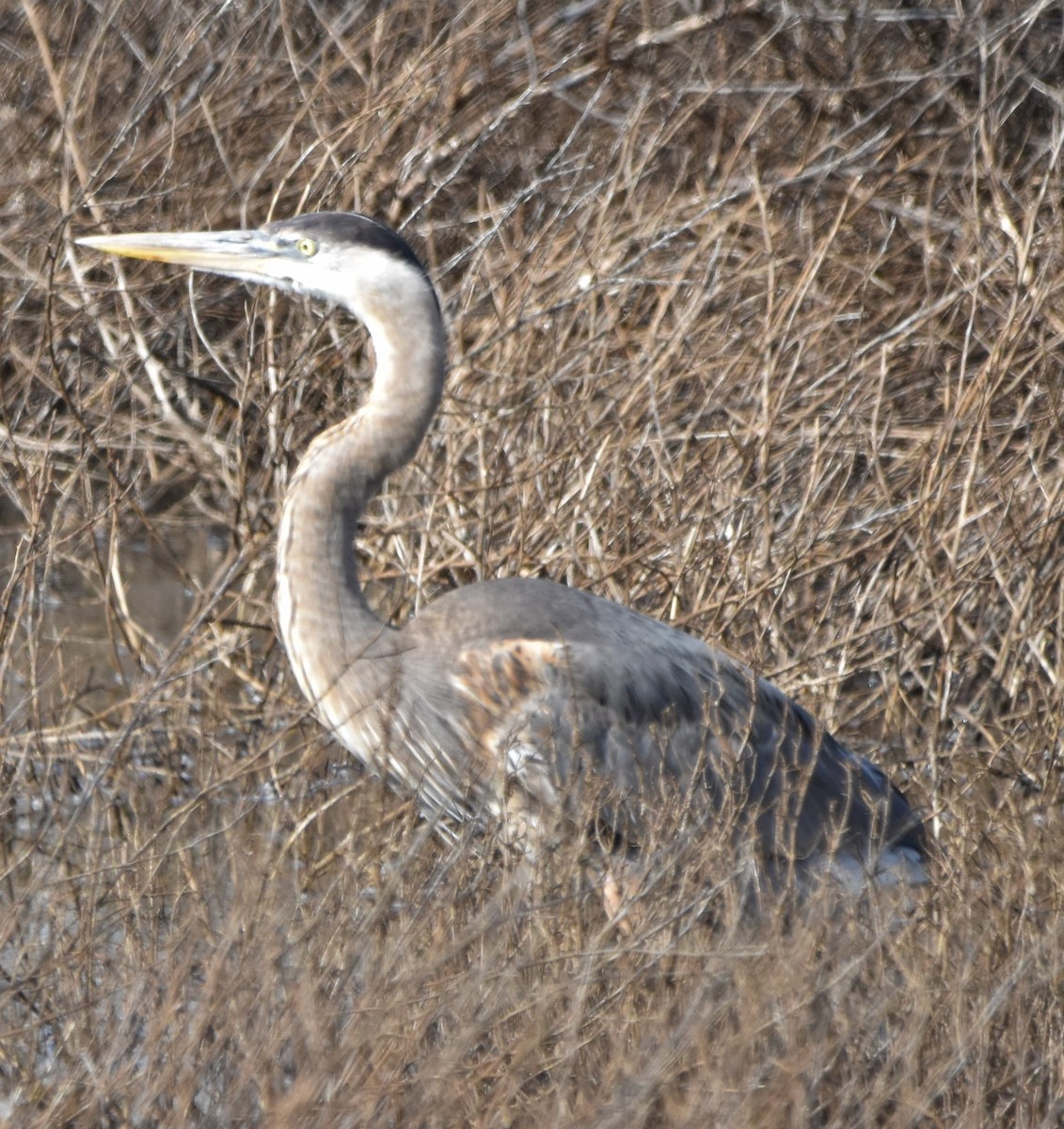 Great Blue Heron - ML542883781