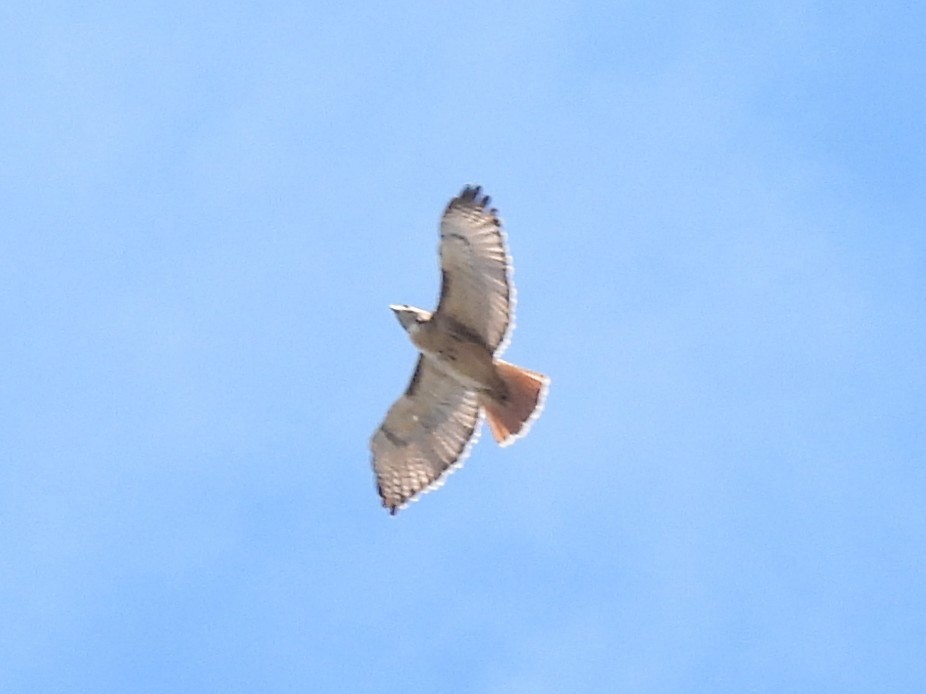 Red-tailed Hawk - ML542883801