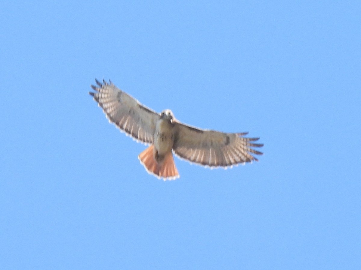 Red-tailed Hawk - ML542883821