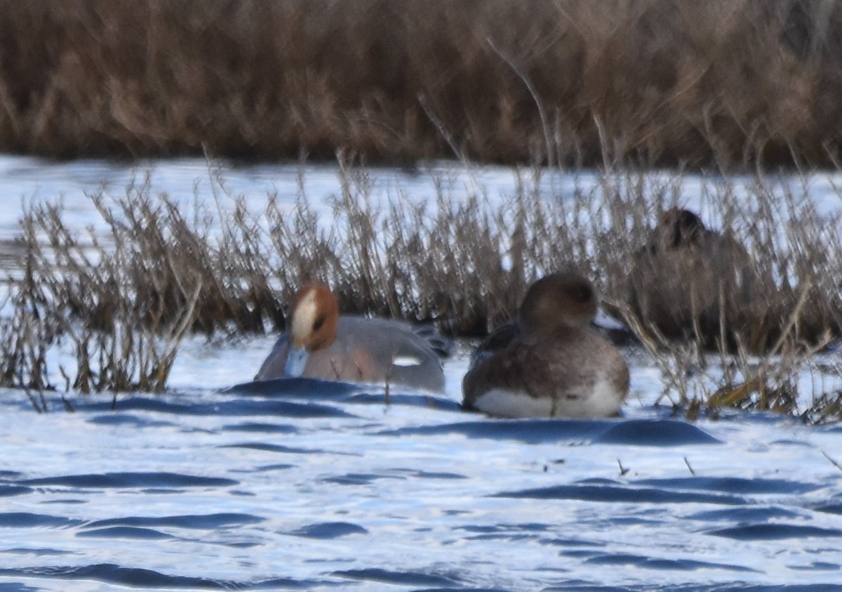 Eurasian Wigeon - ML542883881