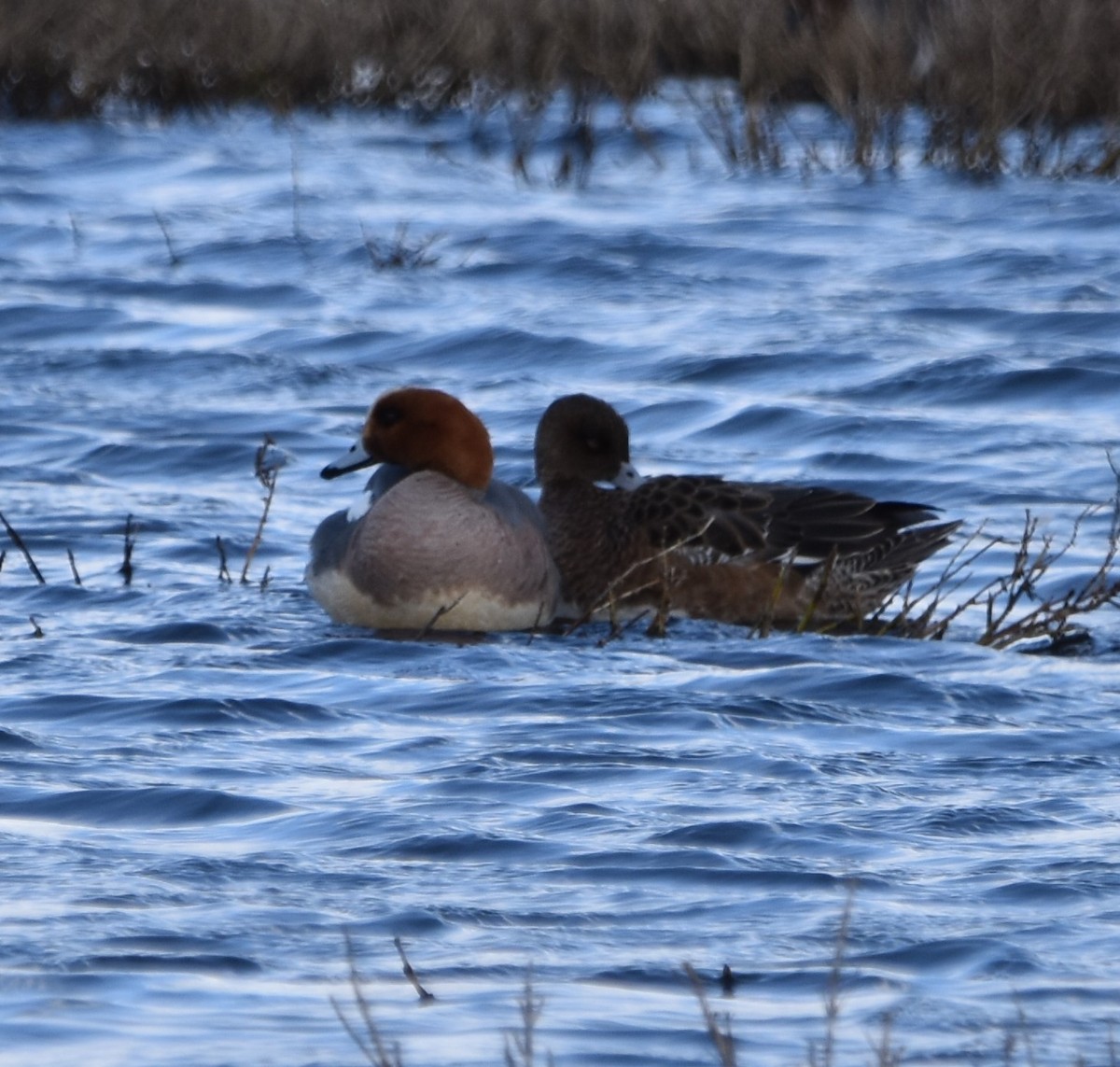 Eurasian Wigeon - ML542883911