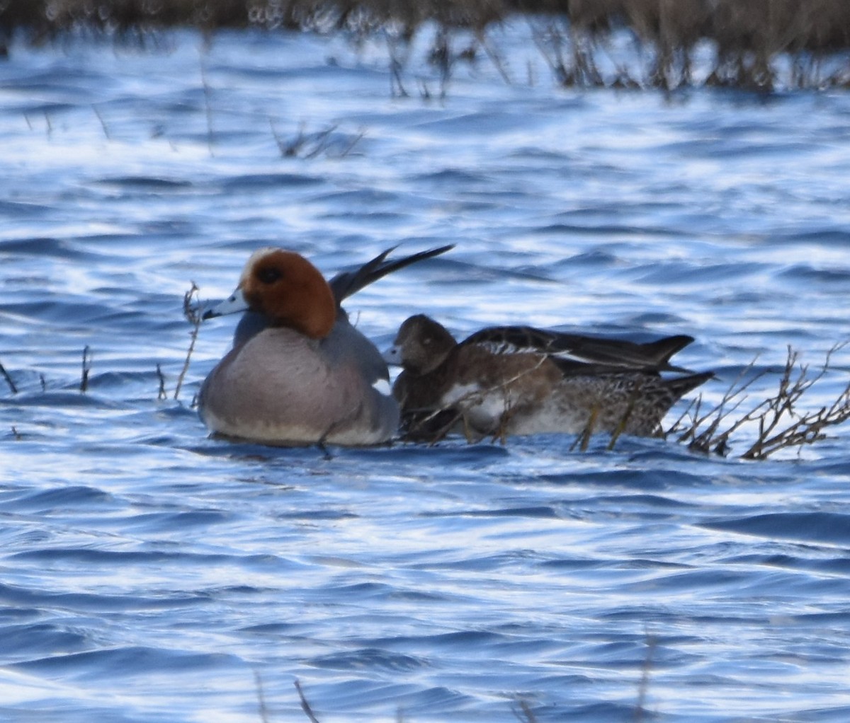 Eurasian Wigeon - ML542883971