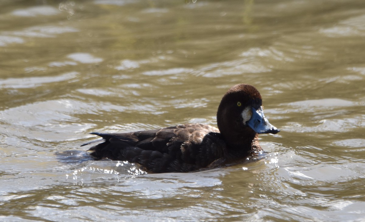 Greater Scaup - ML542884391