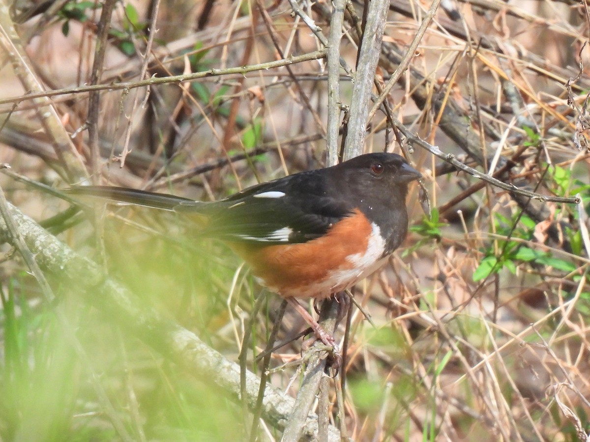 ワキアカトウヒチョウ - ML542884521