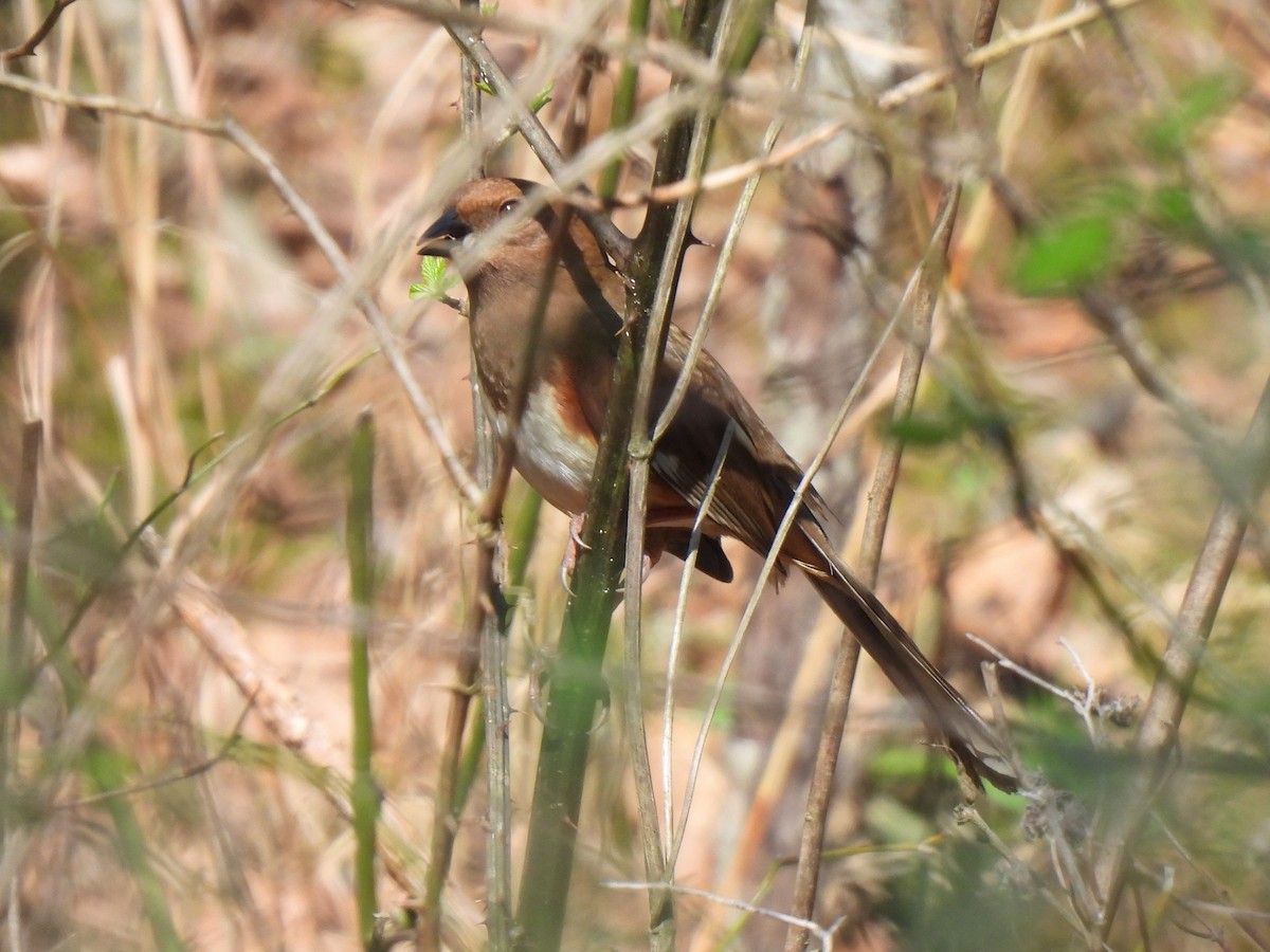 Eastern Towhee - ML542884551