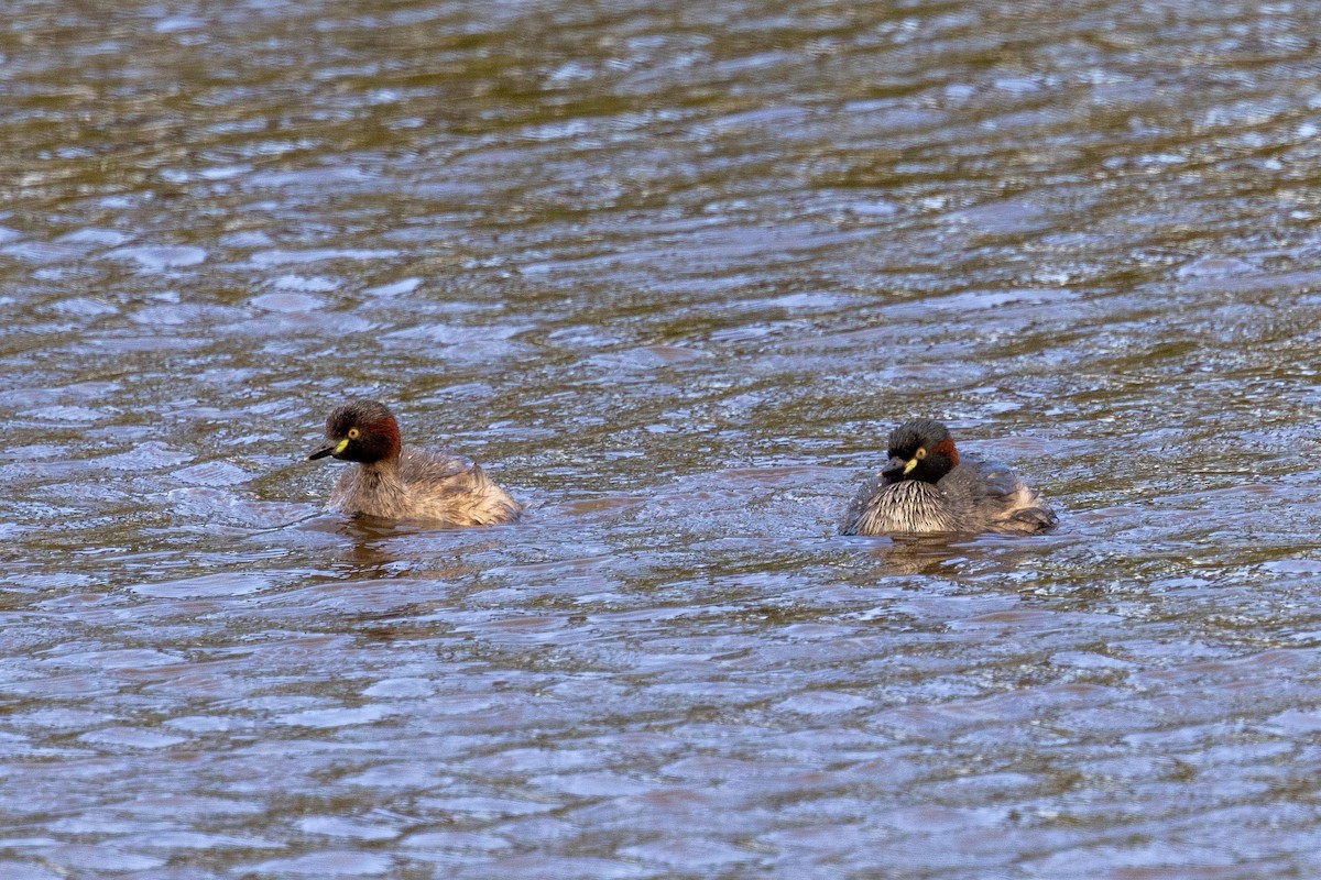 Australasian Grebe - ML542885011