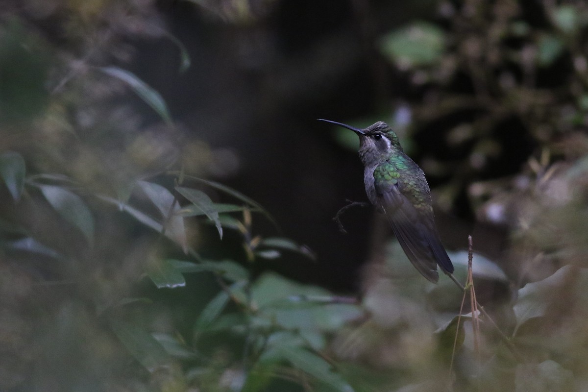 Blue-throated Mountain-gem - Sean McElaney