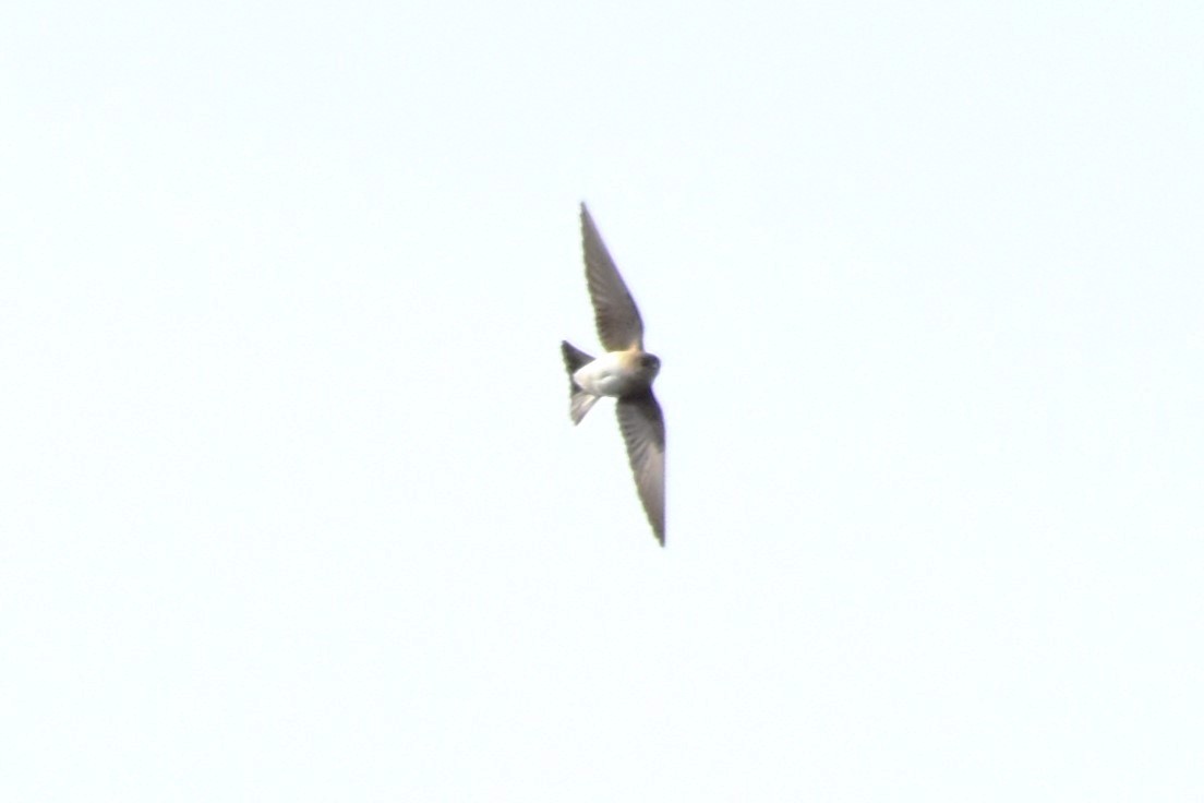 Northern Rough-winged Swallow - ML542885561