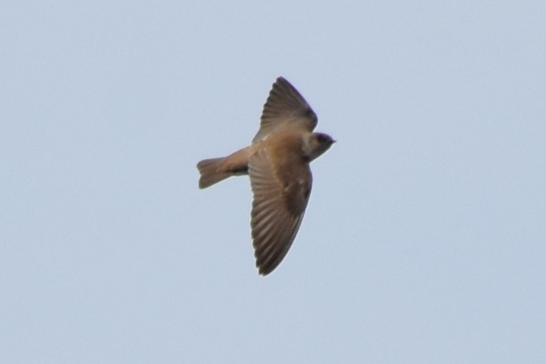 Northern Rough-winged Swallow - ML542885601