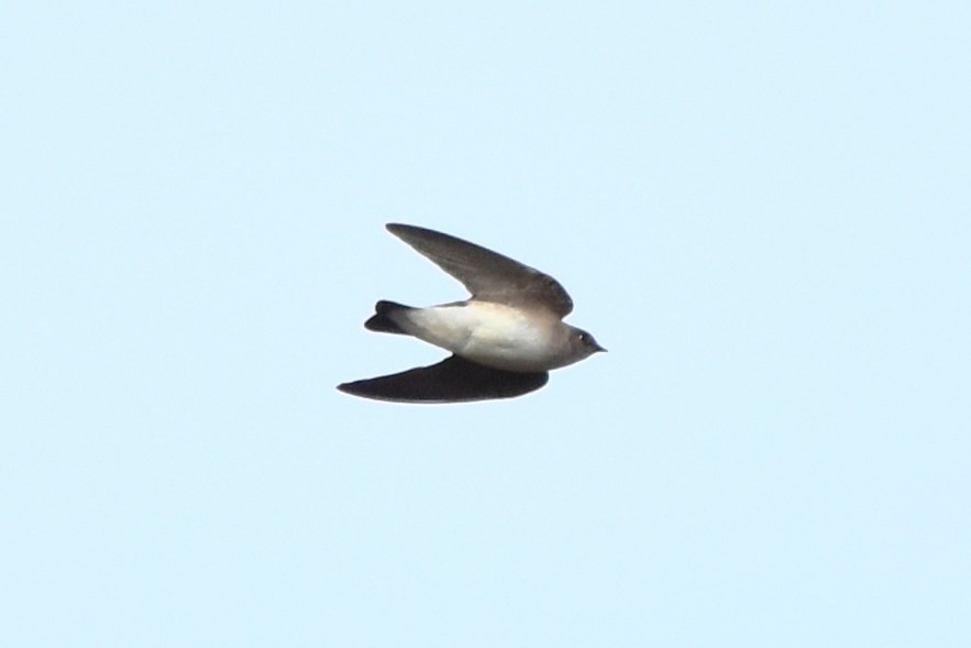 Northern Rough-winged Swallow - ML542885611