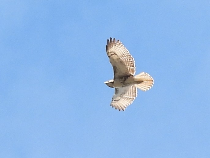 Red-tailed Hawk - ML542885791