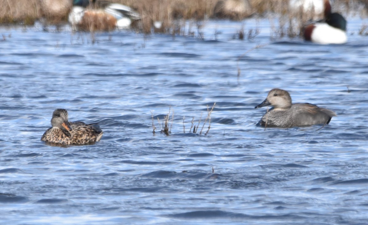 Gadwall - ML542886171