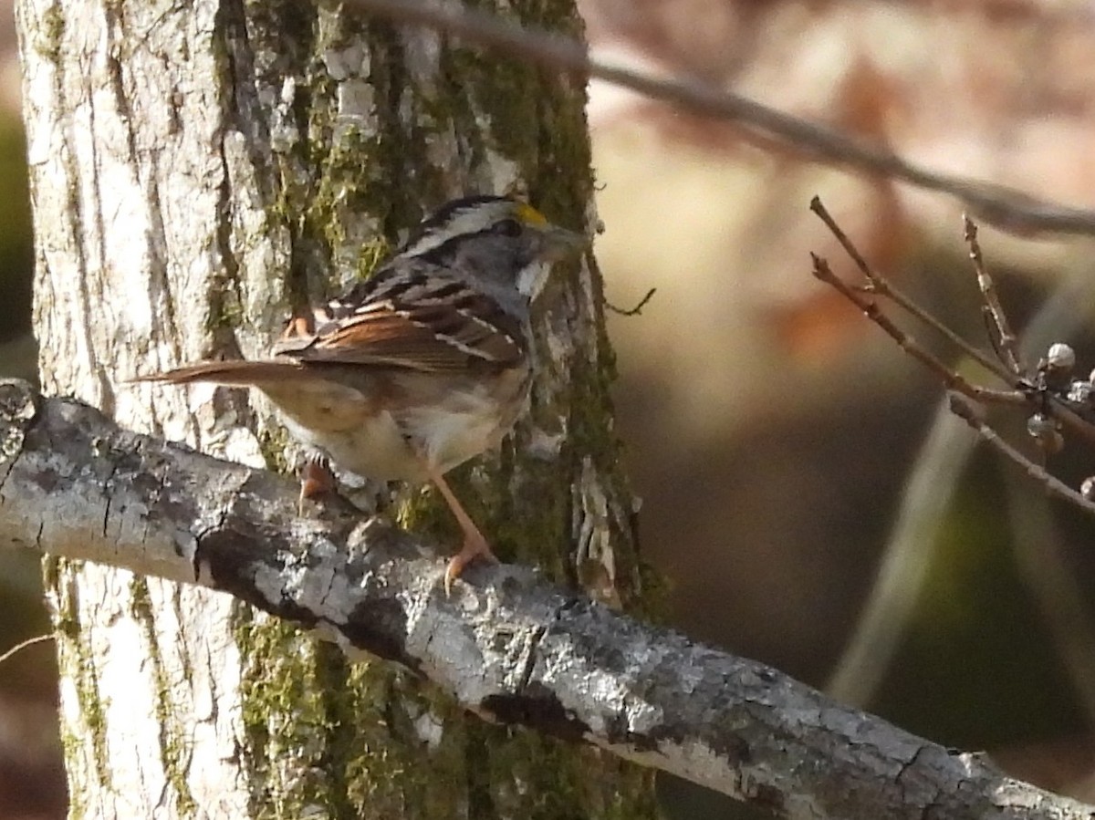 White-throated Sparrow - Jeanene Daniels