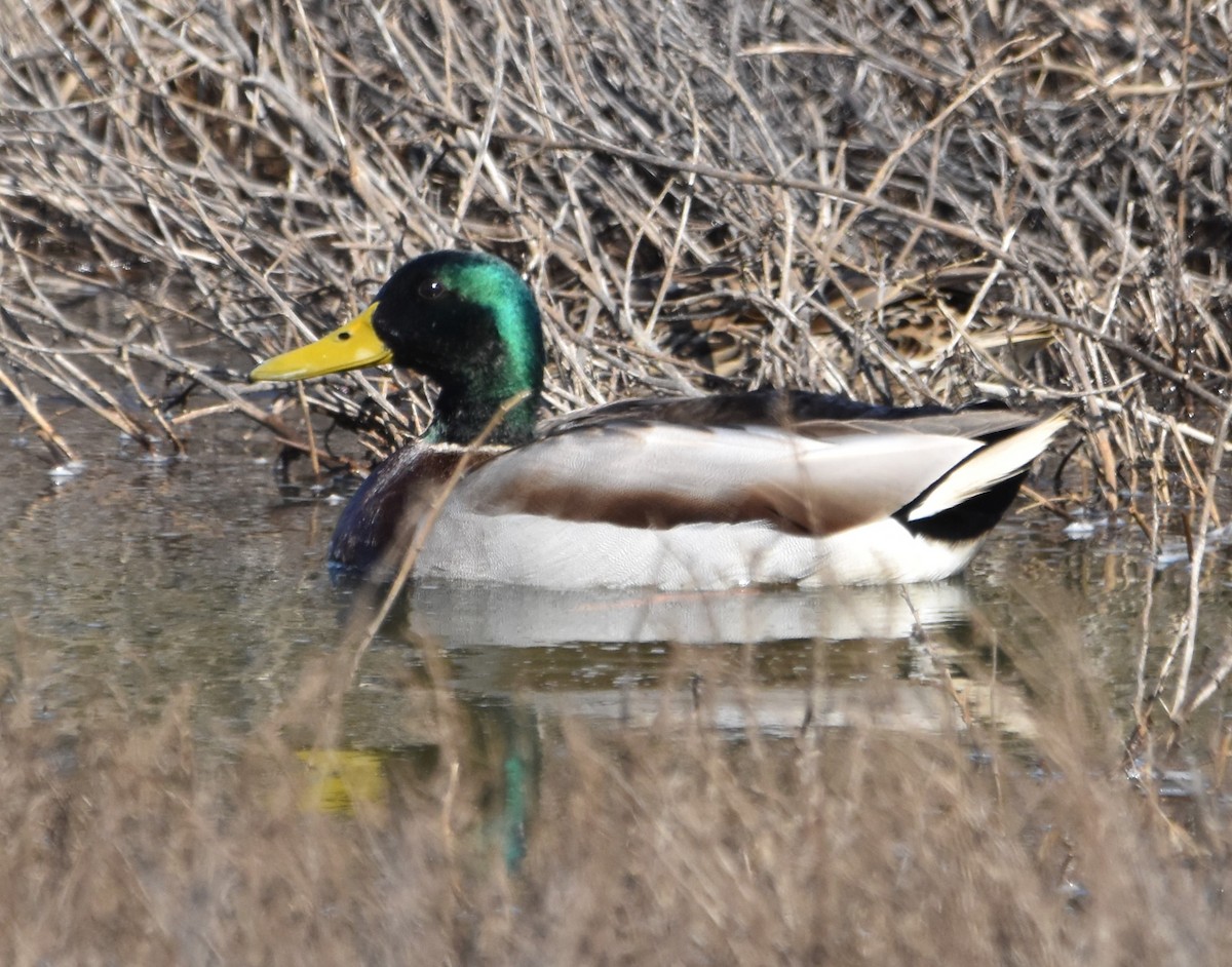 Mallard - ML542886561