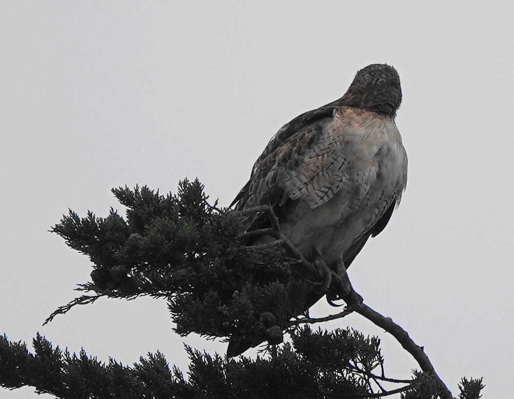 Red-tailed Hawk - ML542886781