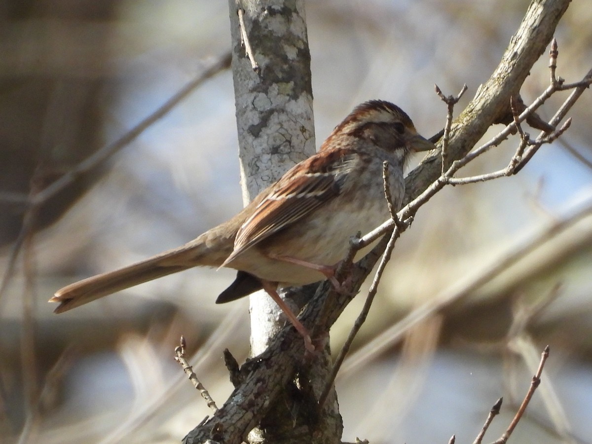 White-throated Sparrow - ML542886811