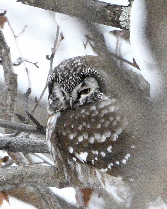 Boreal Owl - ML542887411