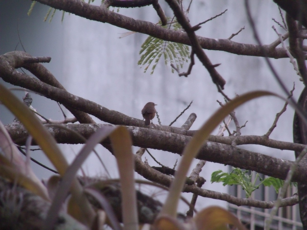 House Wren - ML54288771