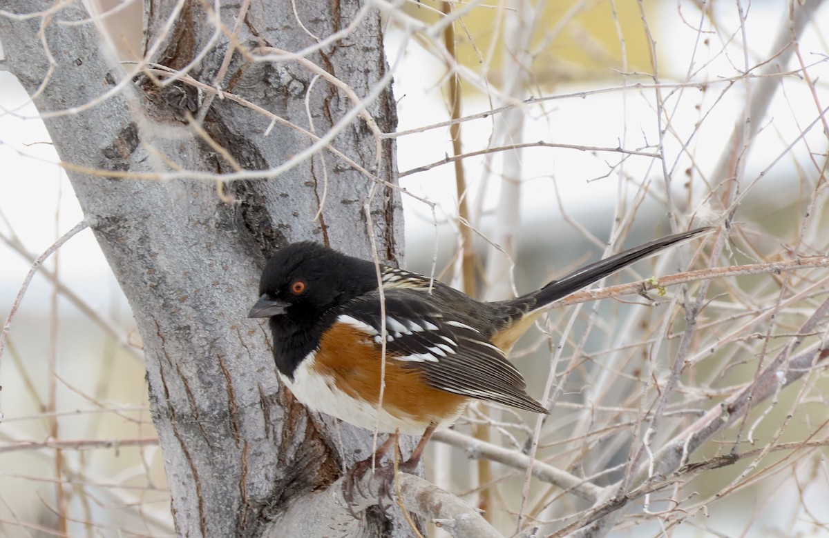 Spotted Towhee - ML542888251