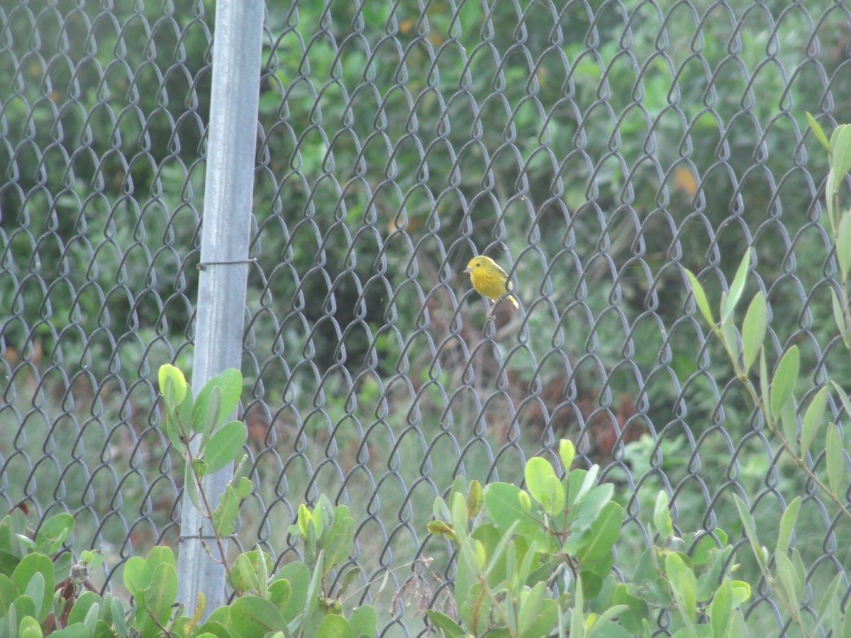 Yellow Warbler (Northern) - ML54288851