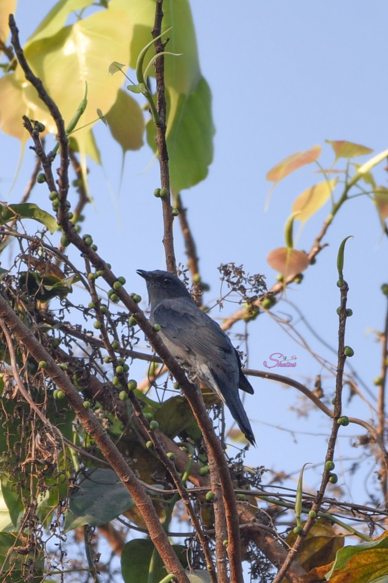 Black-winged Cuckooshrike - Shalini Iyengar