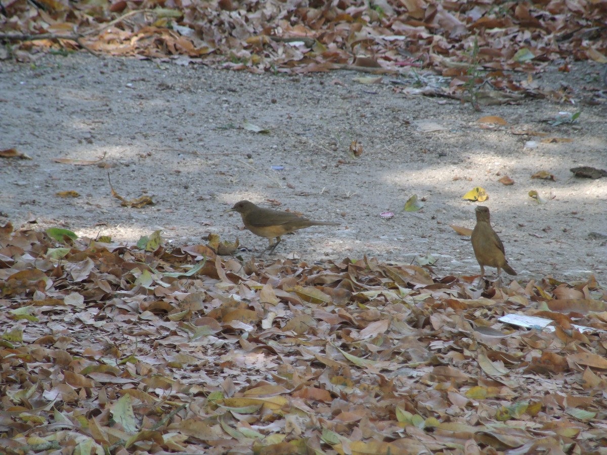 Clay-colored Thrush - ML54288991