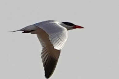 Caspian Tern - ML542890481