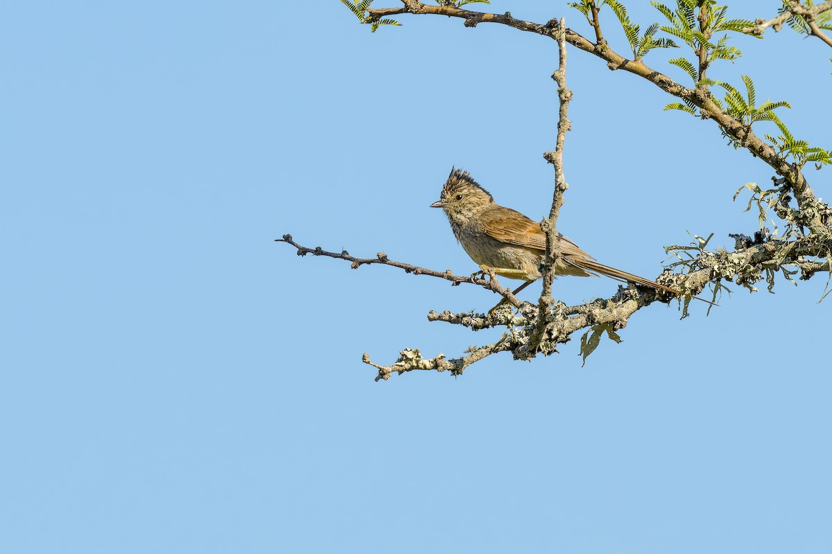 Tufted Tit-Spinetail - ML542890891