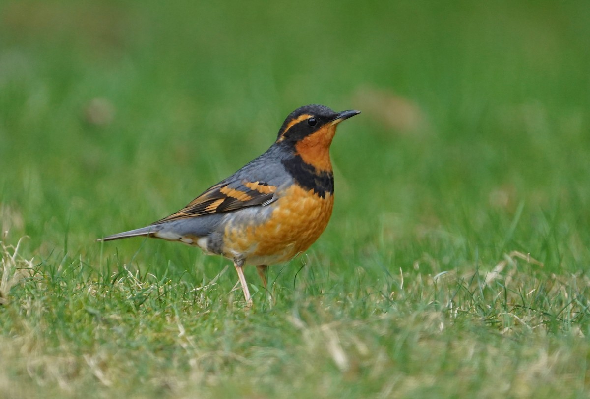 Varied Thrush - ML542891331