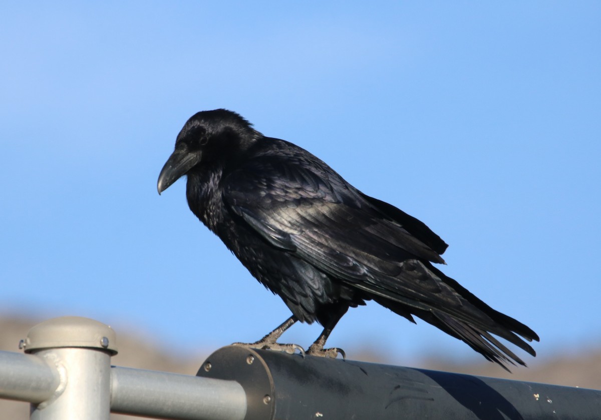 Common Raven - ML542891811