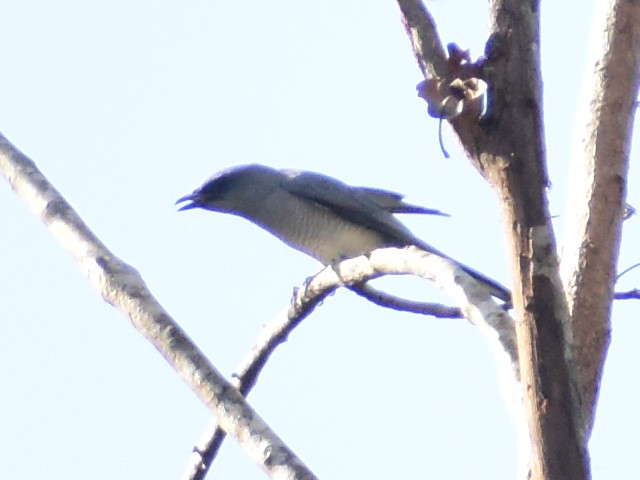 Large Cuckooshrike - JOEL J MATHEW