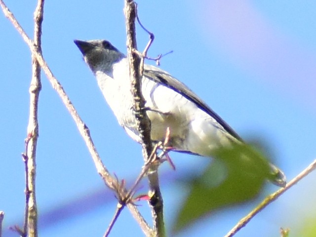 Large Cuckooshrike - JOEL J MATHEW