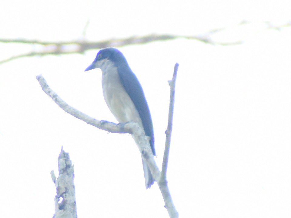 Malabar Woodshrike - JOEL J MATHEW