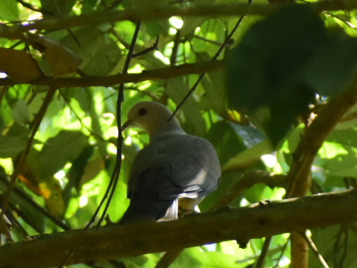 Malabar Imperial-Pigeon - JOEL J MATHEW