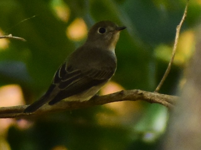 Asian Brown Flycatcher - JOEL J MATHEW