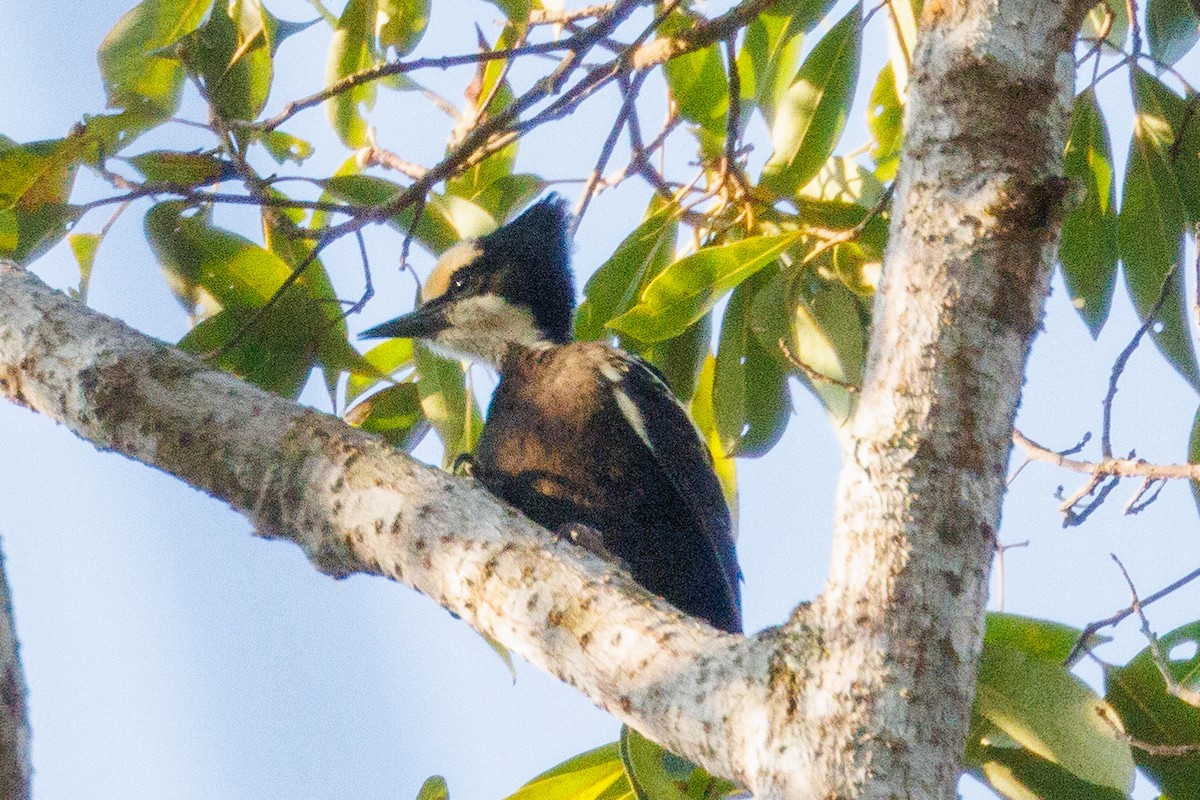 Heart-spotted Woodpecker - ML542894281
