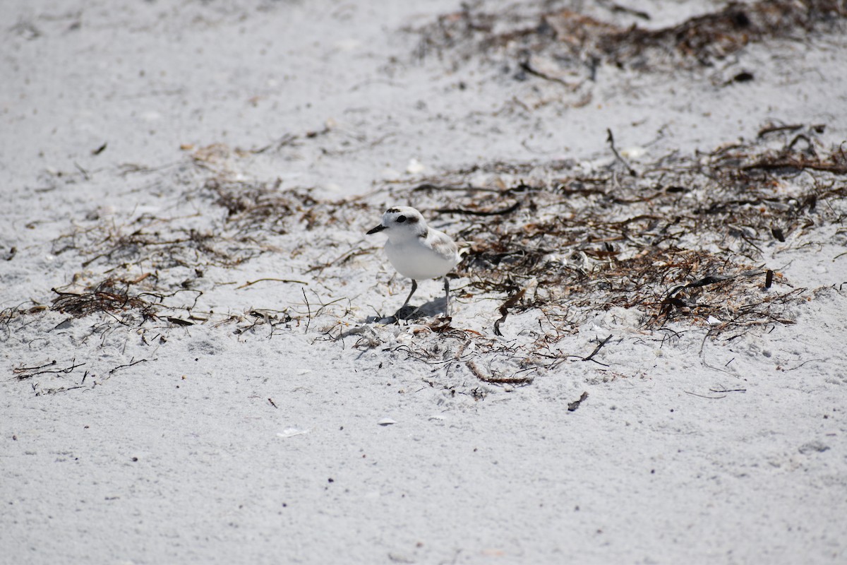 Snowy Plover - ML542894381