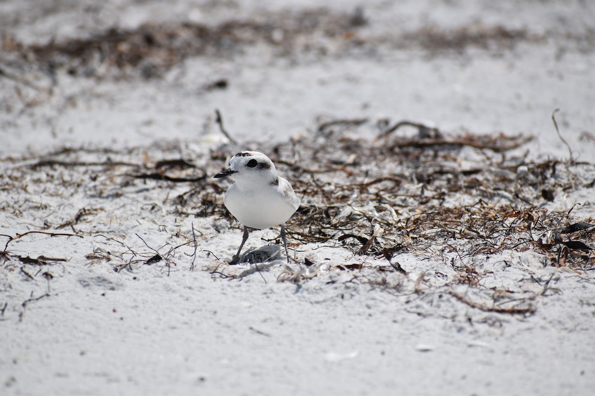 Snowy Plover - Tracie Fitzgerald