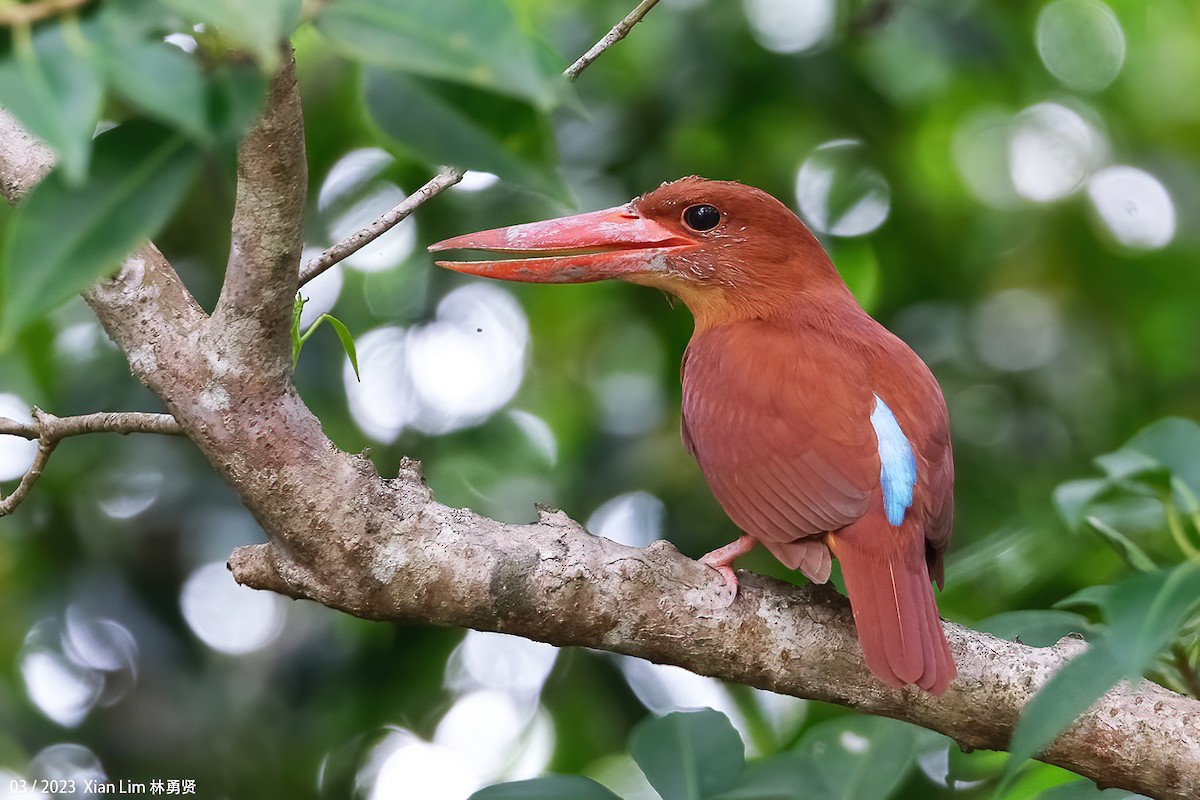 Ruddy Kingfisher - ML542894541