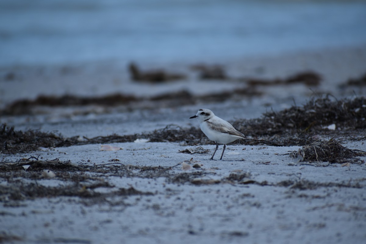 Snowy Plover - ML542894611