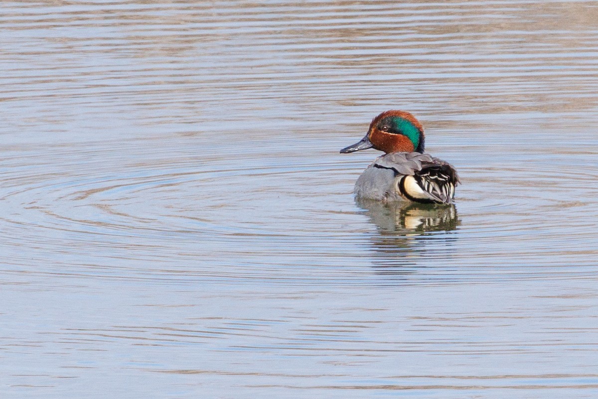 Green-winged Teal - ML542894791