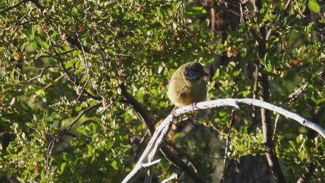 Patagonian Sierra Finch - ML542895341