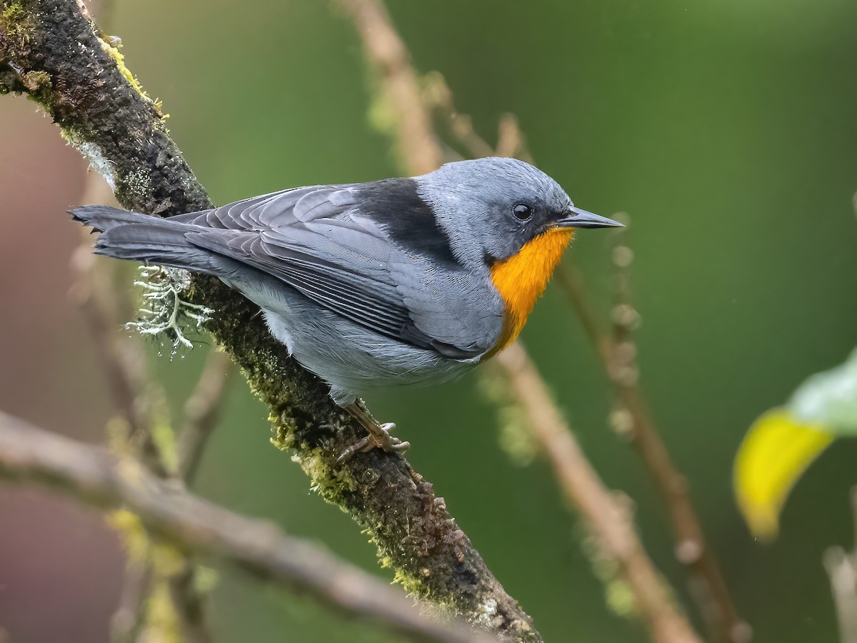 Flame-throated Warbler - eBird