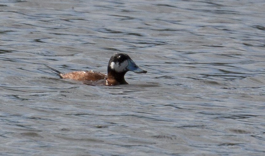 Ruddy Duck - ML542895441