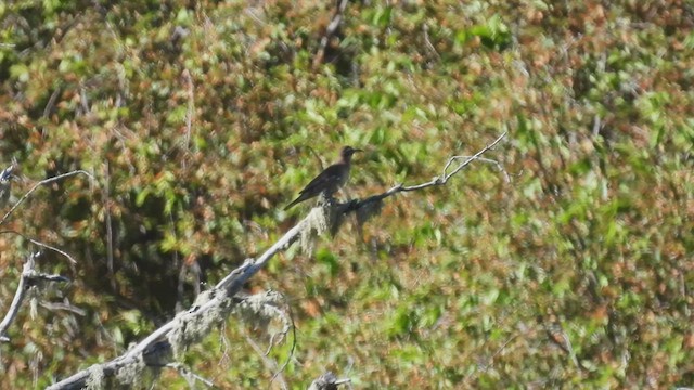 Patagonian Forest Earthcreeper - ML542895761