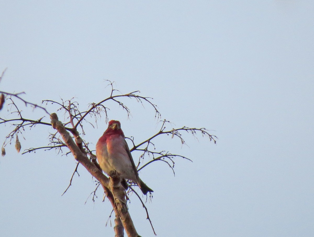 Purple Finch - ML54289591