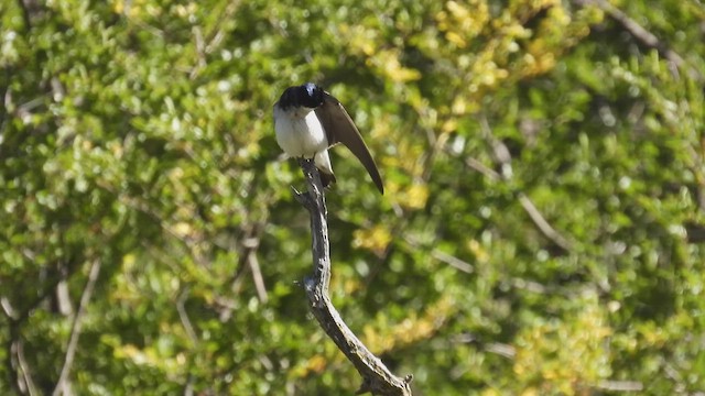 Chilean Swallow - ML542895941