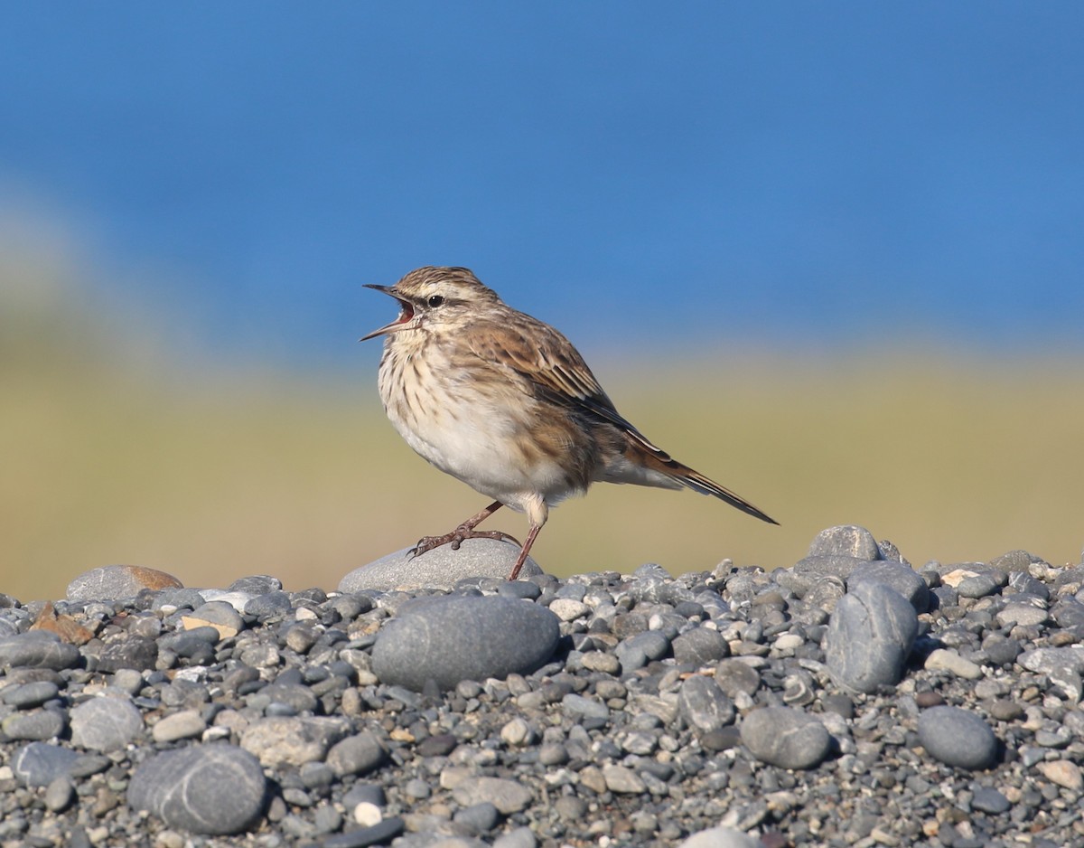 New Zealand Pipit - Geoff de Lisle